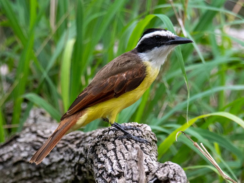Great Kiskadee
