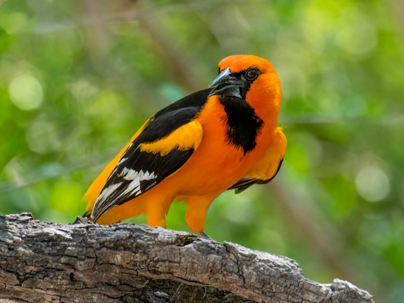Altamira Oriole
