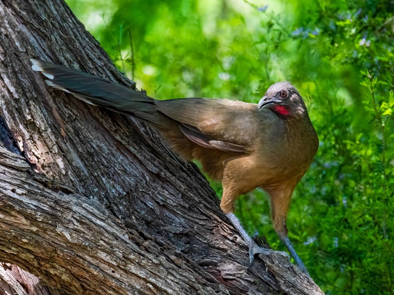 Plain Chachalaca