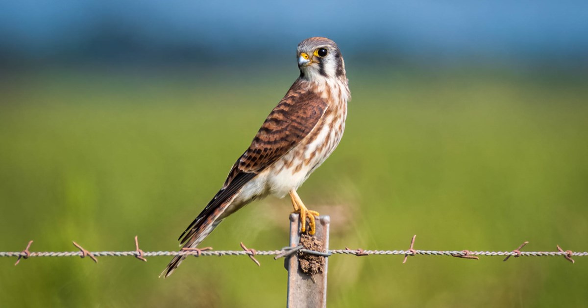 American Kestrel