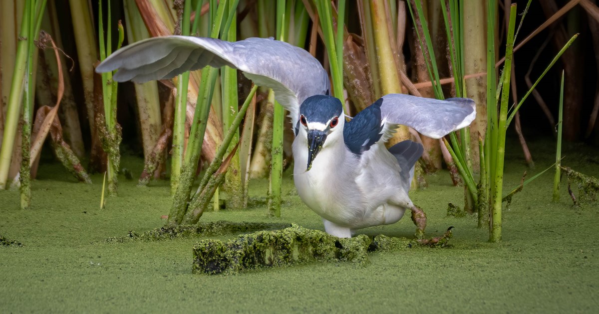Black-crowned Night-Heron