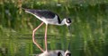 Black-necked Stilt