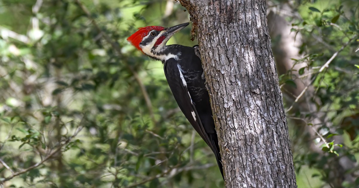 Pileated Woodpecker