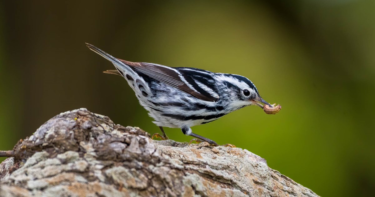 Black & White Warbler