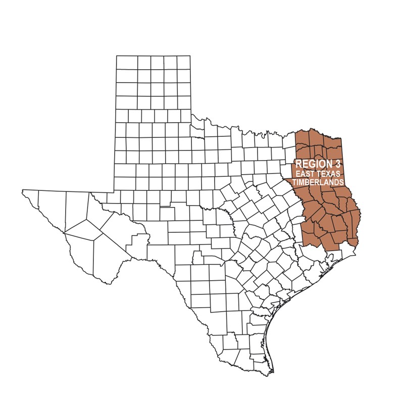 REGION 3 – Piney Woods