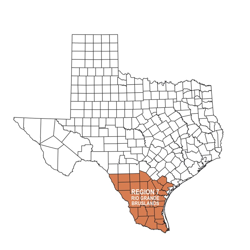 REGION 7 - Brushlands
