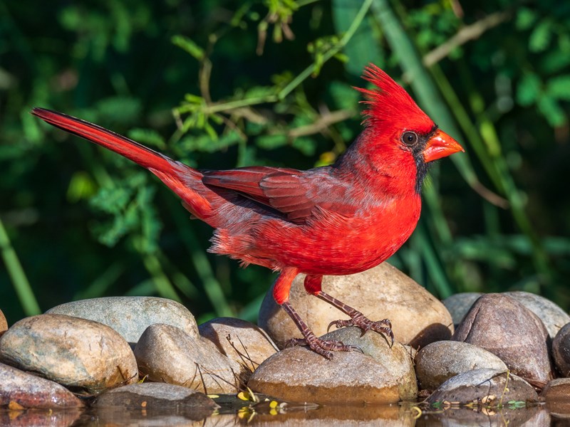 Northern Cardinal