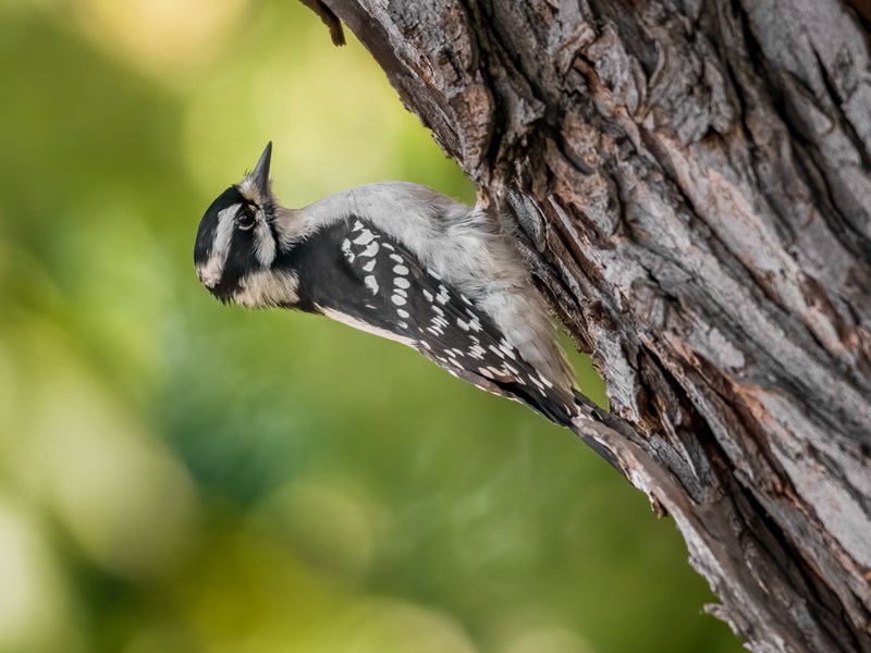 Downey Woodpecker