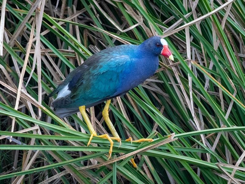 Purple Gallinule
