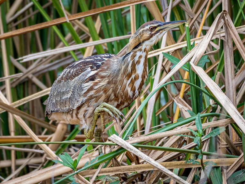 American Bittern