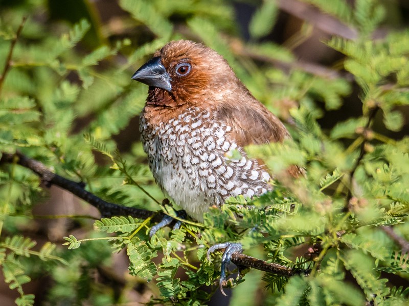 Scaley Breasted Munia