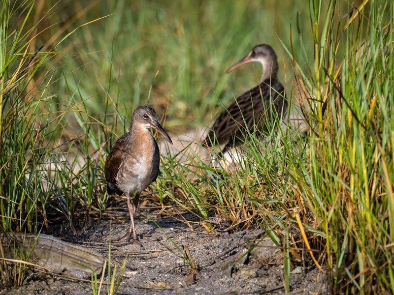 Clapper Rail