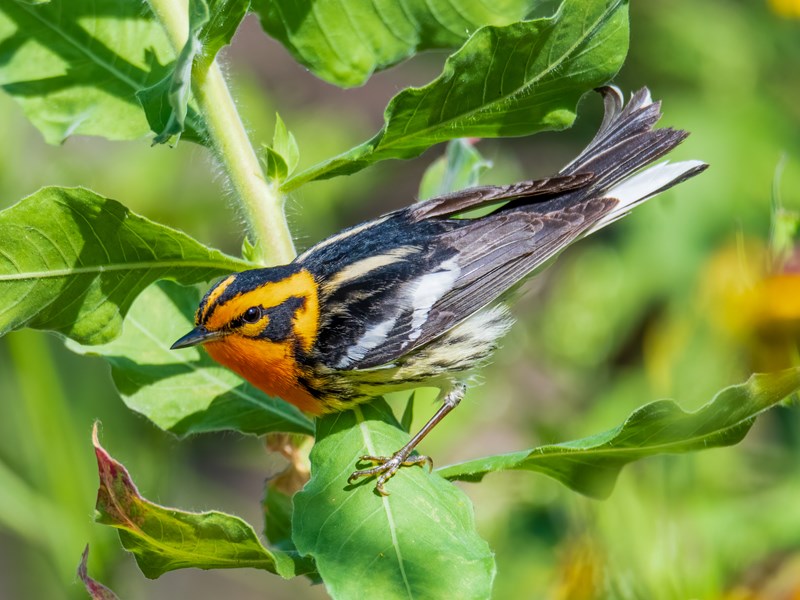 Blackburnian Warbler