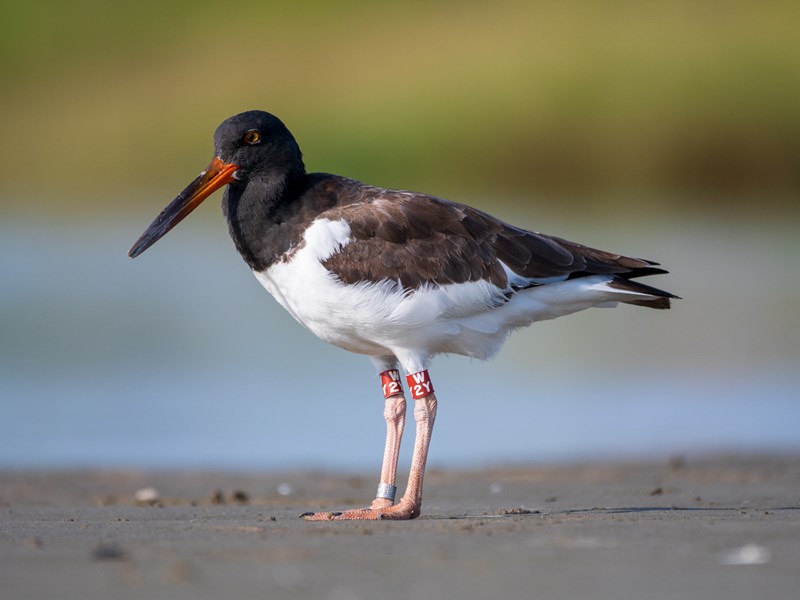 American Oystercatcher