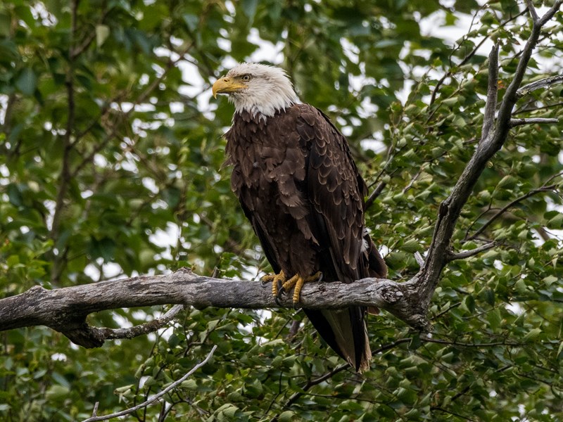 Bald Eagle