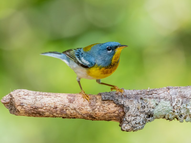 Northern Parula