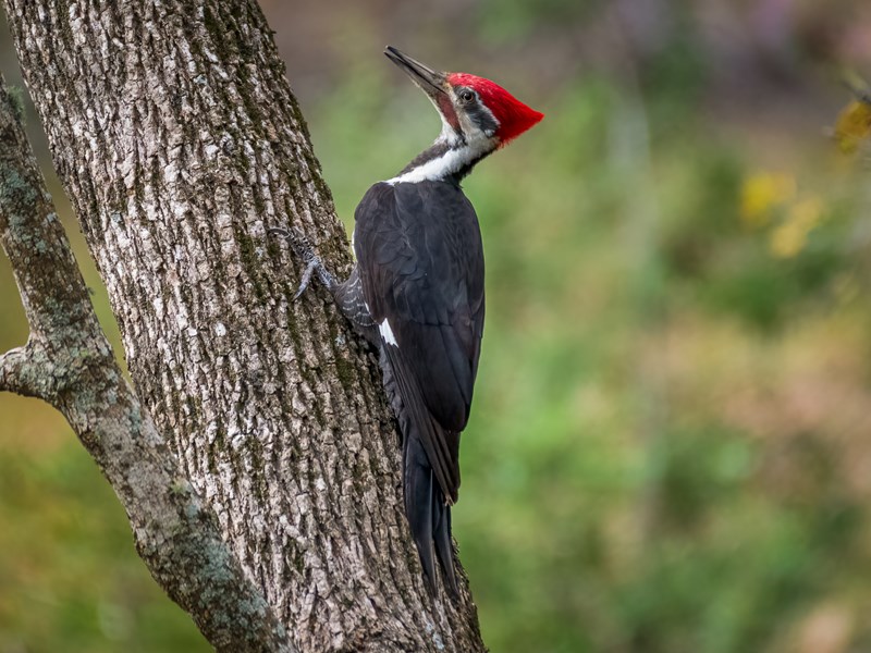 Pileated Woodpecker
