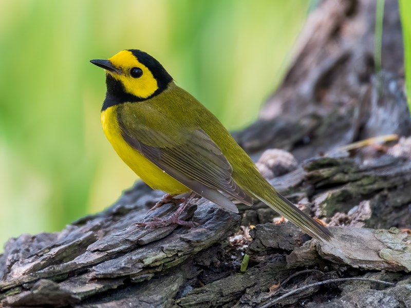 Hooded Warbler