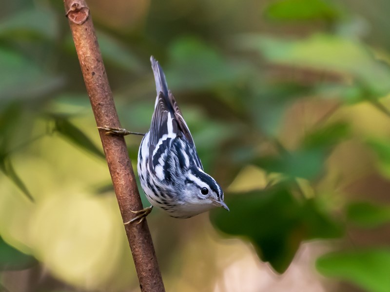 Black & White Warbler