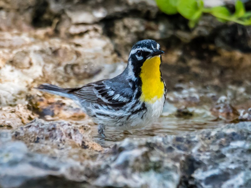 Yellow Throated Warbler
