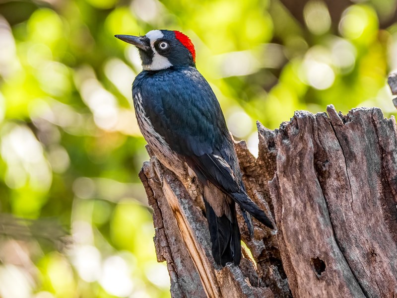 Acorn Woodpecker