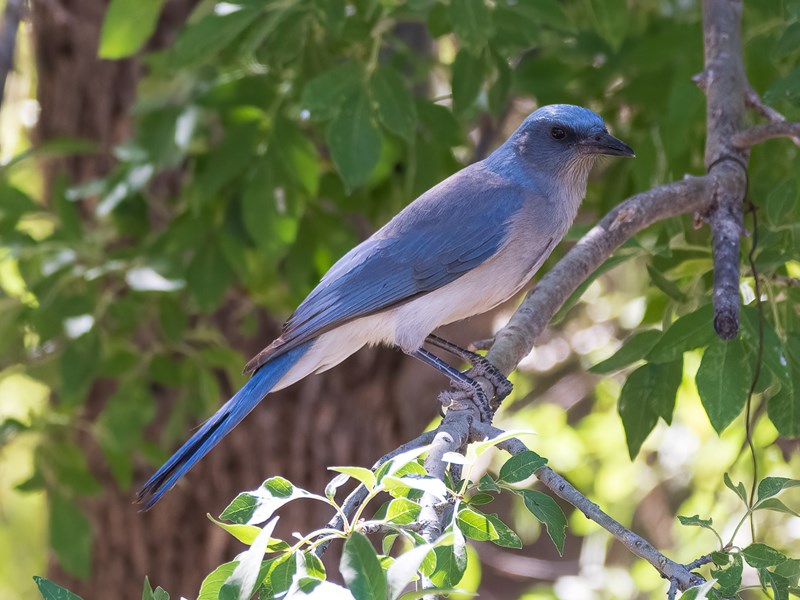 Mexican Jay