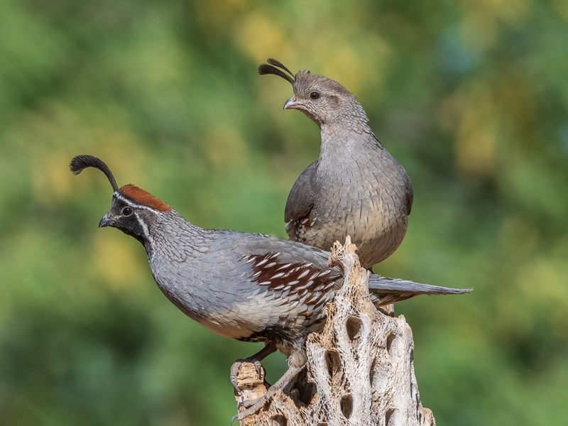 Gambel's Quail