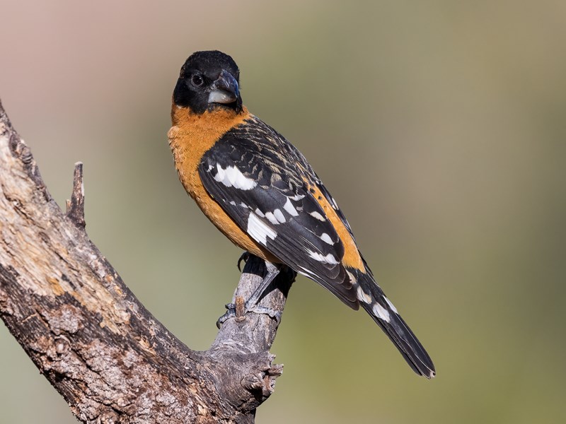 Black-Headed Grosbeak