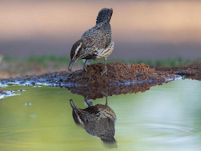 Cactus Wren