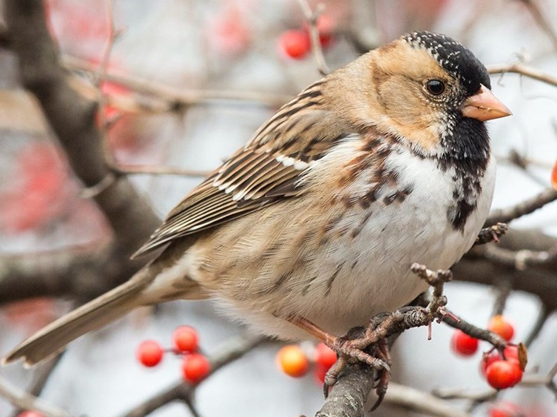 Harris's Sparrow