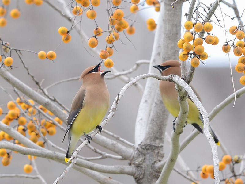 Cedar Waxwing