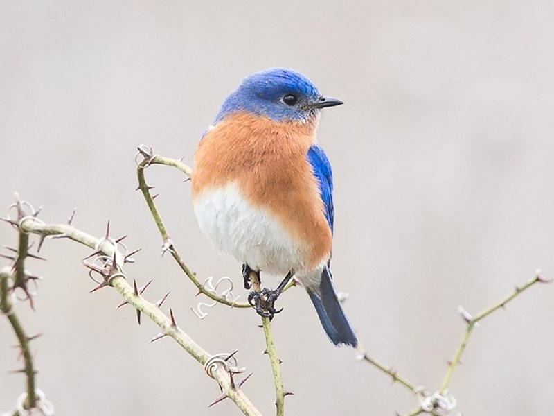 Eastern Bluebird