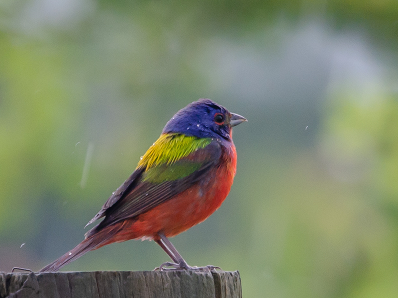Painted Bunting