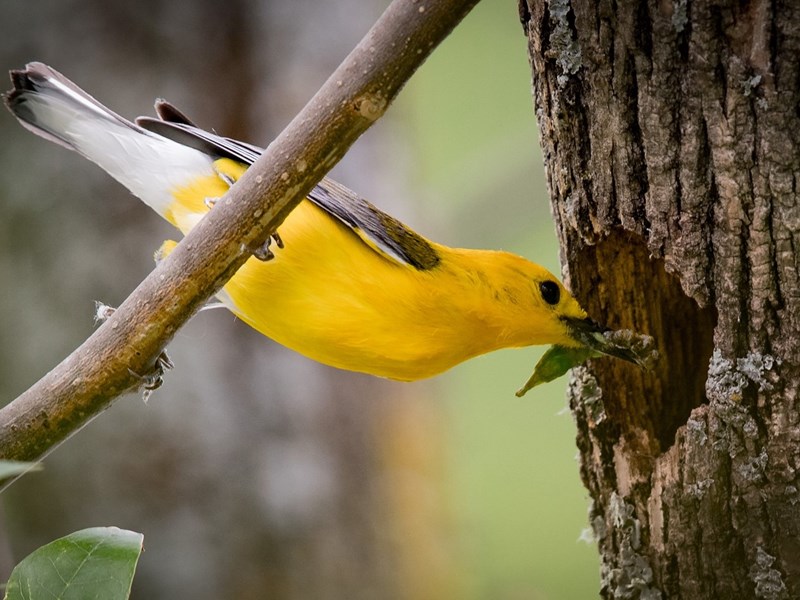 Prothonotary Warbler