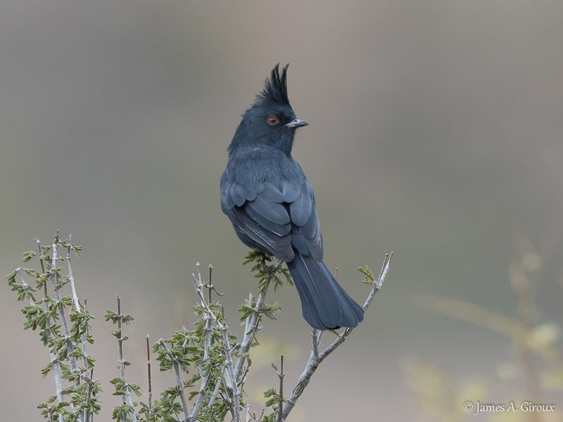 Phainopepla