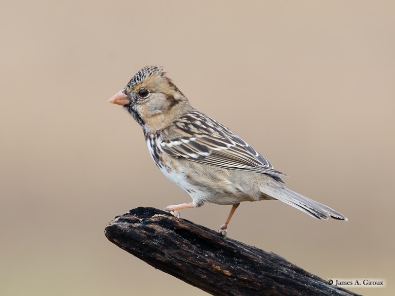 Harris's Sparrow