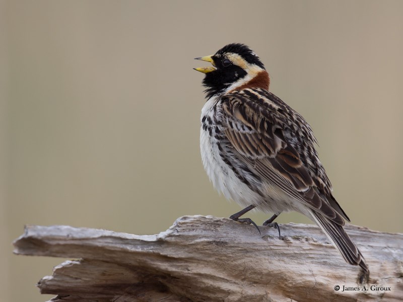 Lapland Longspur