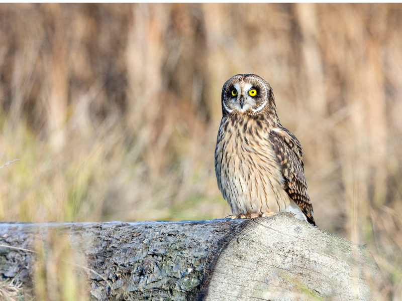 Short-eared Owl