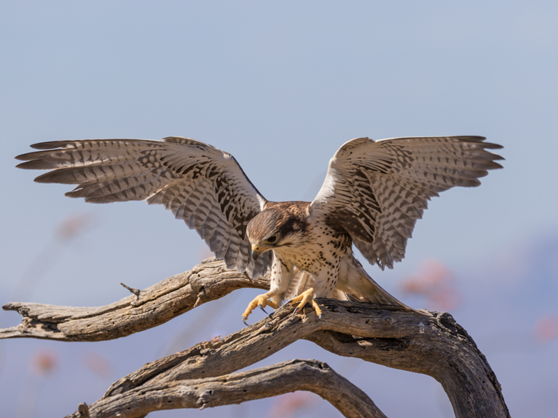 Prairie Falcon