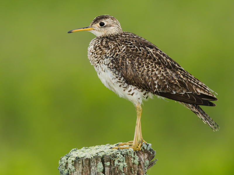 Upland Sandpiper